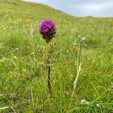 Дом отдыха Flaherty Eco Балликоннили