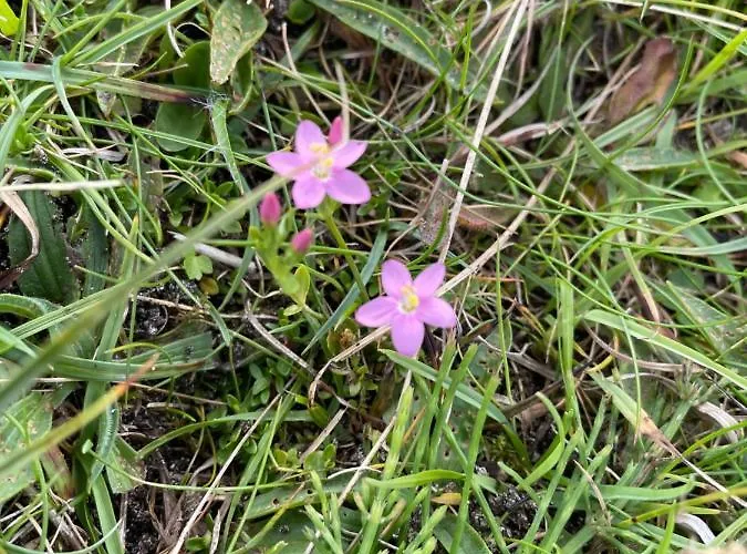 Flaherty Eco Ferienhaus Ballyconneely