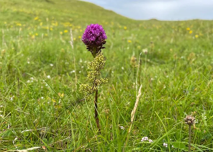 Дом отдыха Flaherty Eco Балликоннили
