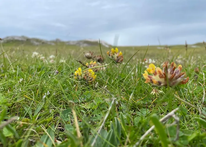 Ferienhaus Flaherty Eco *